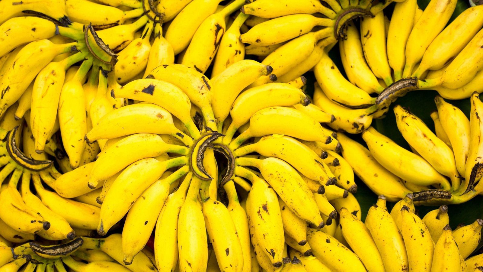 Variedades de bananas: prata, nanica, caturra e da terra em uma mesa