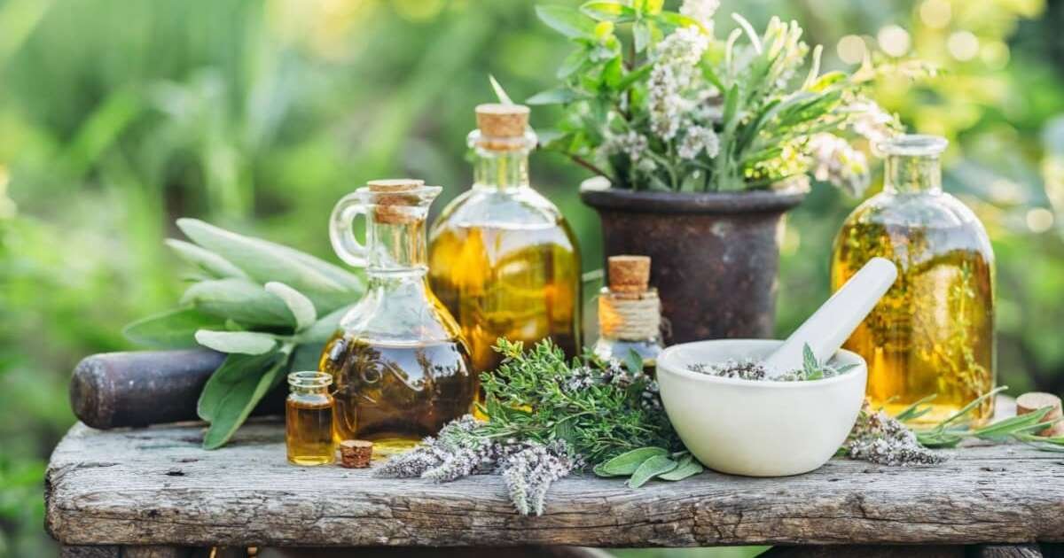 Mulheres durante a menopausa se beneficiando de plantas medicinais